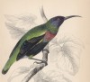Нектарница cплендида Nectarinia splendida (лат.) (лист 5 тома XVI "Библиотеки натуралиста" Вильяма Жардина, изданного в Эдинбурге в 1843 году)
