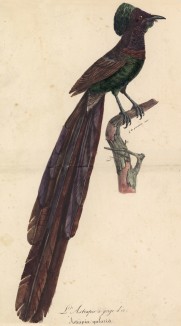 Райская птица (Astrapia gularia (лат.)) (лист из альбома литографий "Галерея птиц... королевского сада", изданного в Париже в 1822 году)