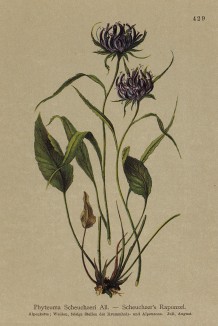 Кольник Шейхцера (Phyteuma Scheuchzeri (лат.)) (из Atlas der Alpenflora. Дрезден. 1897 год. Том V. Лист 429)