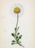 Хризантема коронопусолистная (Chrysanthemum coronopifolium (лат.)) (лист 222 известной работы Йозефа Карла Вебера "Растения Альп", изданной в Мюнхене в 1872 году)