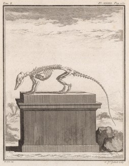 Скелет (лист XXXIX иллюстраций к десятому тому знаменитой "Естественной истории" графа де Бюффона, изданному в Париже в 1763 году)