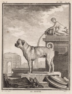 Догиня (лист XX иллюстраций ко второму тому знаменитой "Естественной истории" графа де Бюффона, изданному в Париже в 1749 году)