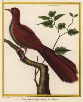 Горлица, обитающая в Сенегале (из Table des Planches Enluminées d'Histoire Naturelle de M. D'Aubenton (фр.). Утрехт. 1783 год (лист 329))