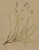 Овсяница ложноовечья (Festuca pulchella Schrad. (лат.)) (из Atlas der Alpenflora. Дрезден. 1897 год. Том I. Лист 31)