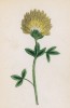 Клевер норикский (Trifolium noricum (лат.)) (лист 109 известной работы Йозефа Карла Вебера "Растения Альп", изданной в Мюнхене в 1872 году)
