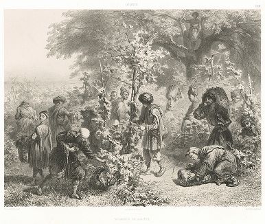 Сбор урожая винограда в Кахетии. Le Caucase pittoresque князя Гагарина, л. XXX, Париж, 1847