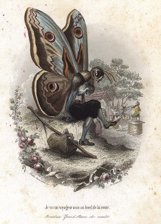 Грушевая павлиноглазка, присевшая отдохнуть у дороги. Les Papillons, métamorphoses terrestres des peuples de l'air par Amédée Varin. Париж, 1852