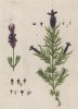 Лаванда аравийская ( Lavandula (лат.)) — род растений семейства яснотковые (Lamiaceae или Labiatae). Включает 30 видов. Растет в Африке, на юге Европы и в Индии (лист 241 "Гербария" Элизабет Блеквелл, изданного в Нюрнберге в 1757 году)
