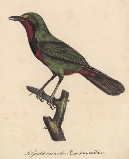 Певчий сорокопут (Laniarius viridis (лат.)) (лист из альбома литографий "Галерея птиц... королевского сада", изданного в Париже в 1822 году)