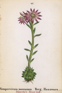 Молодило горное (Sempervivum montanum (лат.)) (лист 157 известной работы Йозефа Карла Вебера "Растения Альп", изданной в Мюнхене в 1872 году)