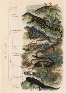 Отряды класса пресмыкающихся (иллюстрация к работе Ахилла Конта Musée d'histoire naturelle, изданной в Париже в 1854 году)