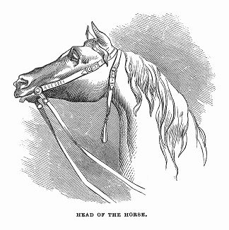 Голова лошади конной статуи Сэра Артура Уэсли, первого герцога Веллингтона (1769 -- 1852) -- британского государственного деятеля, победителя при Ватерлоо, установленной в 1844 году Лондонском Сити (The Illustrated London News №112 от 22/06/1844 г.)