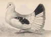 Веерохвостый голубь (Columba tremula latecauda (лат.)) (лист 13 тома XIX "Библиотеки натуралиста" Вильяма Жардина, изданного в Эдинбурге в 1843 году)