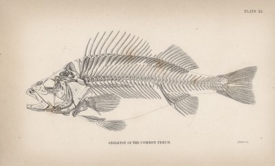 Скелет обыкновенного окуня (Skeleton of the common perch (англ.)) (лист 32 XXIX тома "Библиотеки натуралиста" Вильяма Жардина, изданного в Эдинбурге в 1835 году