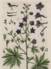 Живокость аптечная (вшивая трава, мыший творец, гнидник, стафизагрия) из семейства лютиковые -- ядовитое растение , содержащее дитерпеновые алкалоиды (лист 265 "Гербария" Элизабет Блеквелл, изданного в Нюрнберге в 1757 году)