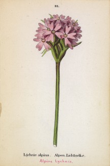Смолка альпийская (Lychnis alpina (лат.)) (лист 93 известной работы Йозефа Карла Вебера "Растения Альп", изданной в Мюнхене в 1872 году)