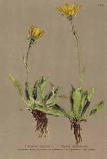Ястребинка альпийская (Hieracium alpinum (лат.)) (из Atlas der Alpenflora. Дрезден. 1897 год. Том V. Лист 498)