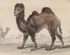 Двугорбый верблюд, или бактриан (Camelus Bactrianus (лат.)) (лист 1 тома XI "Библиотеки натуралиста" Вильяма Жардина, изданного в Эдинбурге в 1843 году
