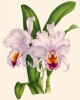 Орхидея CATTLEYA TRIANAE (лат.) (лист DLVI Lindenia Iconographie des Orchidées - обширнейшей в истории иконографии орхидей. Брюссель, 1897)