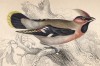 Свиристель (Bombycilla garrula (лат.)) (лист 11 тома XXV "Библиотеки натуралиста" Вильяма Жардина, изданного в Эдинбурге в 1839 году)