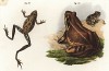 Австралийская лягушка Pelobius freycineti (слева) и жаба Pelopxylax esculentus (лат.) (из Naturgeschichte der Amphibien in ihren Sämmtlichen hauptformen. Вена. 1864 год)
