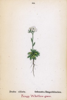 Крупка реснитчатая (Draba ciliata (лат.)) (лист 68 известной работы Йозефа Карла Вебера "Растения Альп", изданной в Мюнхене в 1872 году)