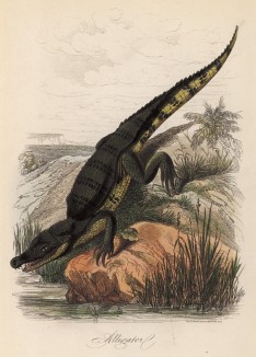 Аллигатор (иллюстрация к работе Ахилла Конта Musée d'histoire naturelle, изданной в Париже в 1854 году)