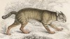 Камышовый кот (Felis Chaus (лат.)) (лист 32 тома III "Библиотеки натуралиста" Вильяма Жардина, изданного в Эдинбурге в 1834 году)