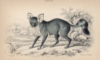 Большеухая лисица (Canis megalotis (лат.)) (лист 23* тома V "Библиотеки натуралиста" Вильяма Жардина, изданного в Эдинбурге в 1840 году)