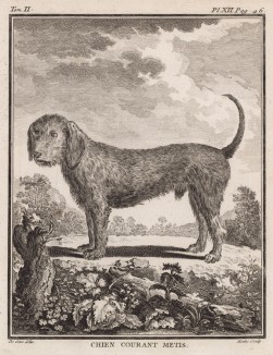 Гончая-метис (лист XII иллюстраций ко второму тому знаменитой "Естественной истории" графа де Бюффона, изданному в Париже в 1749 году)