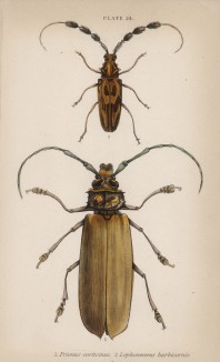 Усач-кожевник с приятелем Lophonocerus barbicornis (1. Prionus corticinus 2. Lophonocerus barbicornis (лат.)) (лист 24 XXXV тома "Библиотеки натуралиста" Вильяма Жардина, изданного в Эдинбурге в 1843 году)
