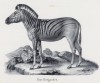 Горная зебра (лист 55 первого тома работы профессора Шинца Naturgeschichte und Abbildungen der Menschen und Säugethiere..., вышедшей в Цюрихе в 1840 году)