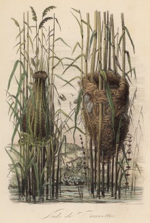 Гнёзда завирушек в камышовых зарослях (иллюстрация к работе Ахилла Конта Musée d'histoire naturelle, изданной в Париже в 1854 году)