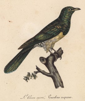 Кукушка медного оперения (лист из альбома литографий "Галерея птиц... королевского сада", изданного в Париже в 1822 году)
