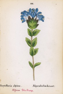 Шлемник альпийский (Scutellaria alpina (лат.)) (лист 328 известной работы Йозефа Карла Вебера "Растения Альп", изданной в Мюнхене в 1872 году)