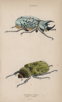Самочка и самец скарабейники (1. Scarabeus Tityus male and fig. 2. female (лат.)) (лист 12 XXXV тома "Библиотеки натуралиста" Вильяма Жардина, изданного в Эдинбурге в 1843 году)