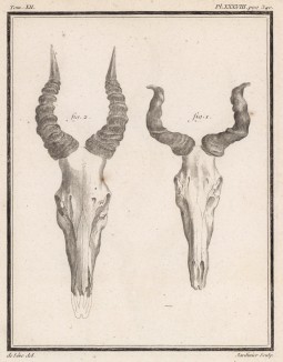 Череп и рога антилопы (лист XXXVIII иллюстраций к двенадцатому тому знаменитой "Естественной истории" графа де Бюффона, изданному в Париже в 1764 году)