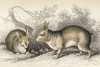 Заяц бразильский (lepus tapeti (лат.)) (лист 28 тома I "Библиотеки натуралиста" Вильяма Жардина, изданного в Эдинбурге в 1842 году)