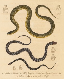 Ядовитые змеи, обитающие в Южной Америке (из работы "Естественная история Бразилии" почётного члена Российской академии наук принца Максимилиана фон Вид-Нойвида. Веймар. 1824 год)