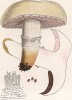 Шампиньон обыкновенный белый, Psalliota campestris Linn. var. alba Fr. (лат.). Дж.Бресадола, Funghi mangerecci e velenosi, т.II, л.154. Тренто, 1933