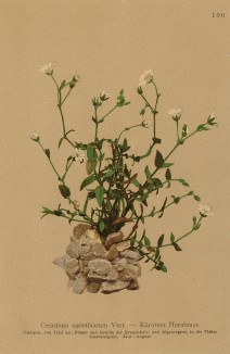 Ясколка каринтийская (Cerastium carinthiacum (лат.)) (из Atlas der Alpenflora. Дрезден. 1897 год. Том I. Лист 100)