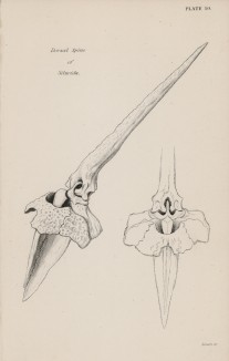 Спинной шип сомовых (Dorsal Spine of Siluridae (лат.)) (лист 10 XXXIX тома "Библиотеки натуралиста" Вильяма Жардина, изданного в Эдинбурге в 1860 году)
