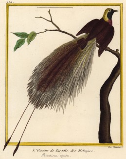 Райская птица (из Table des Planches Enluminées d'Histoire Naturelle de M. D'Aubenton (фр.). Утрехт. 1783 год (лист 254))