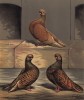 Самцы голубя-турмана миндального в возрасте полутора лет (вверху), двух с половиной лет (слева) и четырёх лет (справа) (из знаменитой "Книги голубей..." Роберта Фултона, изданной в Лондоне в 1874 году)