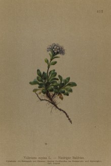 Валериана лежачая (Valeriana supina (лат.)) (из Atlas der Alpenflora. Дрезден. 1897 год. Том V. Лист 412)