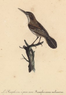 Славка чернохвостая (Ramphocaenus melanurus (лат.)) (лист из альбома литографий "Галерея птиц... королевского сада", изданного в Париже в 1822 году)
