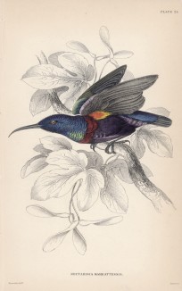 Нектарница Nectarinia Machrattensis (лат.) (лист 24 тома XVI "Библиотеки натуралиста" Вильяма Жардина, изданного в Эдинбурге в 1843 году)