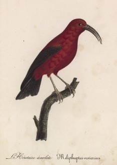 Алый колибри (лист из альбома литографий "Галерея птиц... королевского сада", изданного в Париже в 1825 году)