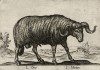 Баран (лист из альбома Nova raccolta de li animali piu curiosi del mondo disegnati et intagliati da Antonio Tempesta... Рим. 1651 год)