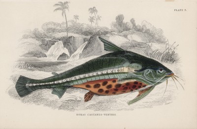 Дорас каштановый (Doras castaneo-ventris (лат.)) (лист 3 XXXIX тома "Библиотеки натуралиста" Вильяма Жардина, изданного в Эдинбурге в 1860 году)